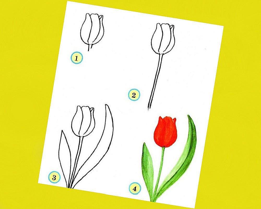 fiche pour apprendre à dessiner une tulipe