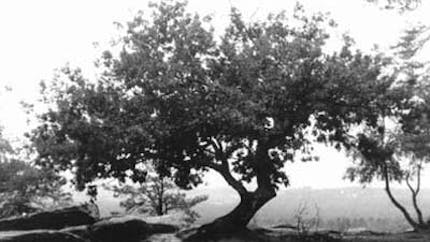 L'arbre fruitier