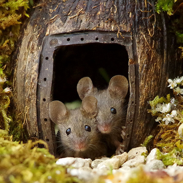 Ma Rosalie Momes Net