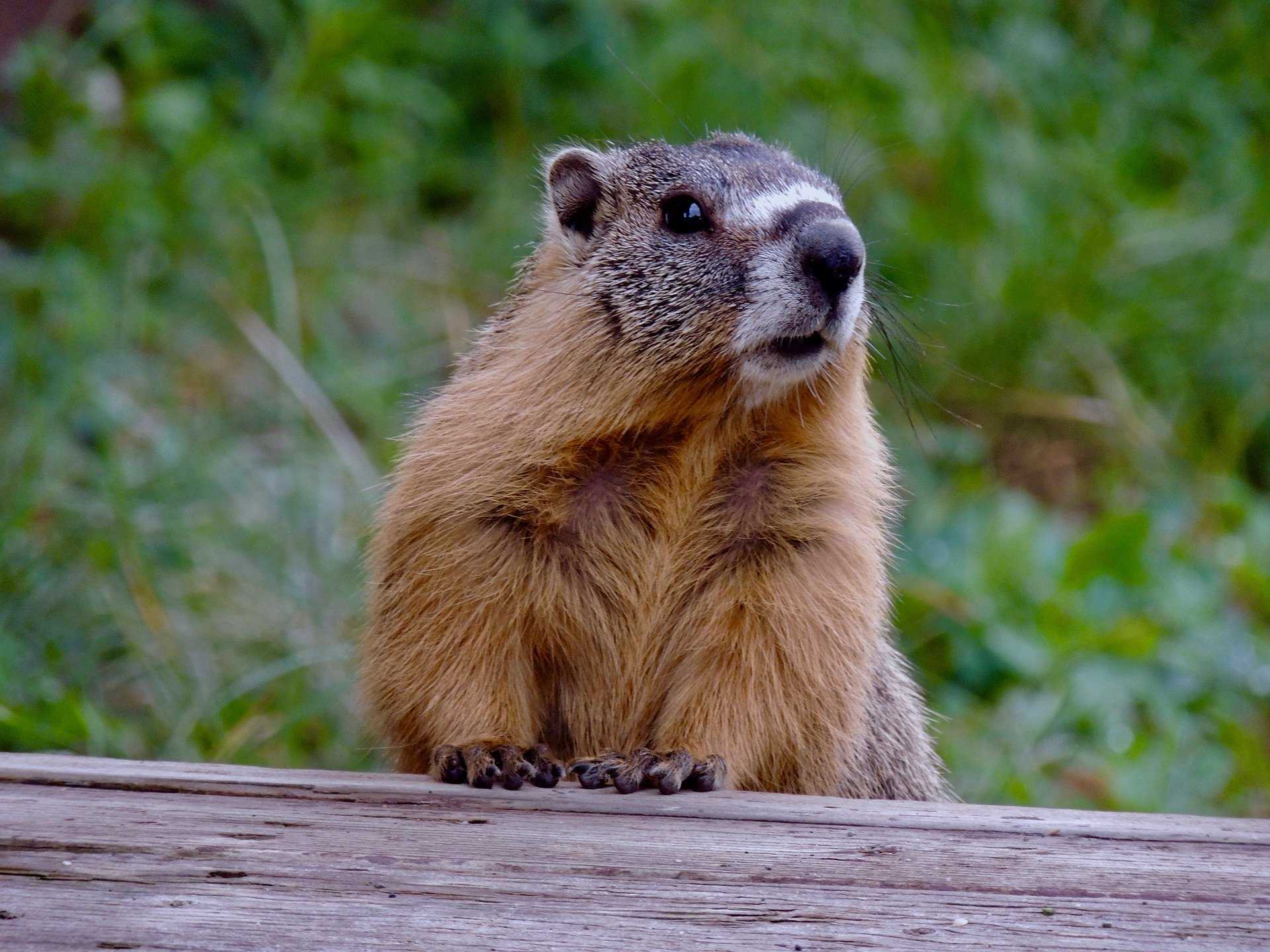 Des Anecdotes Sur Les Marmottes Appelees Aussi Siffleux Momes Net