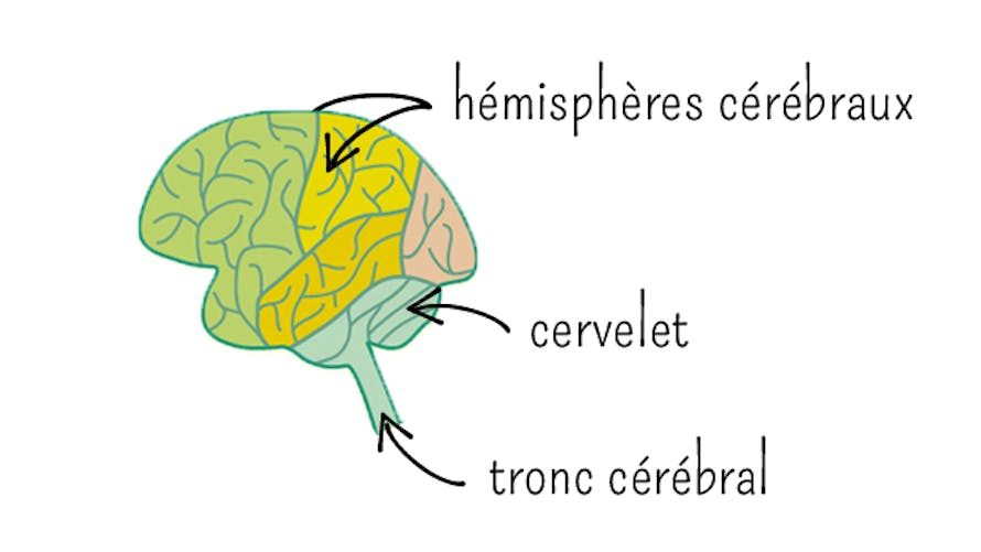 Schéma cerveau 