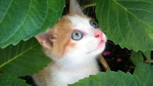 Un Petit Chat Gris Momes Net Un Petit Chat Gris Momes Net