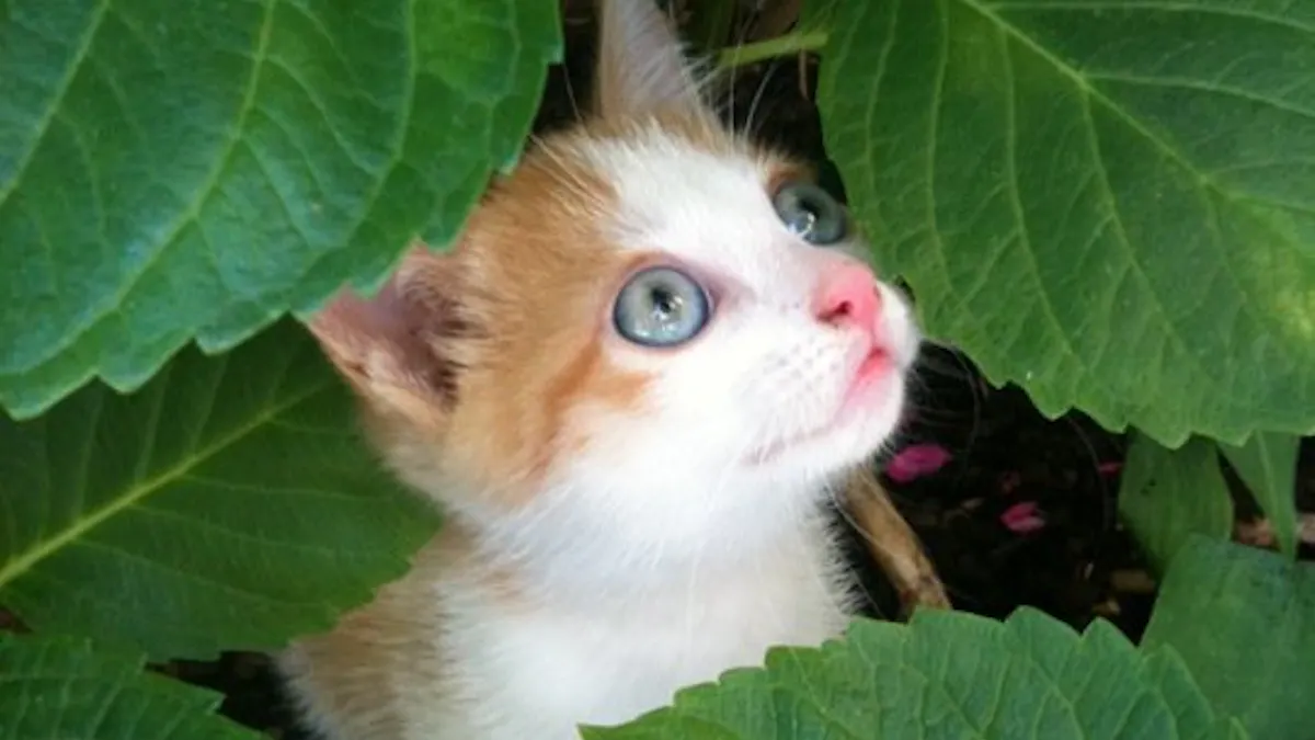 Chat Orange Momes Net Chat Orange Momes Net