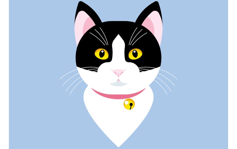 Jeu Du Chat Perche Et Autres Jeux De Chat Momes Net Jeu Du Chat Perche Et Autres Jeux De Chat Momes Net