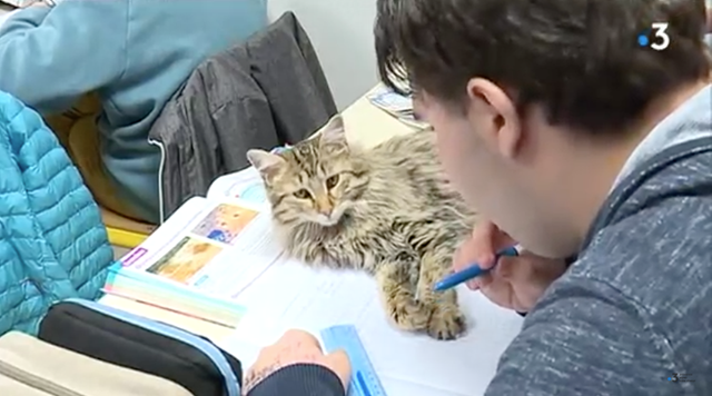 A L'ecole Des Chats Michele Bourton