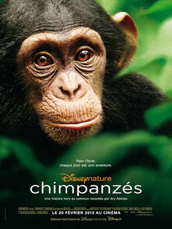 Affiche Chimpanzés