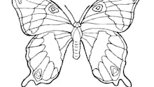Coloriage grand papillon