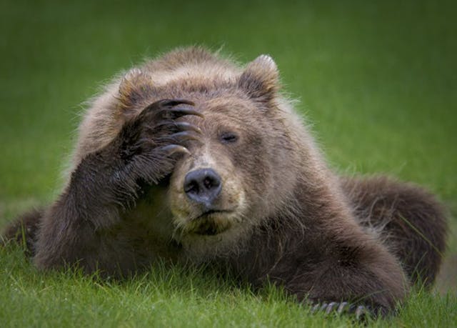 Les Photos D Animaux Les Plus Droles De L Annee Momes Net Les Photos D Animaux Les Plus Droles De L Annee Momes Net
