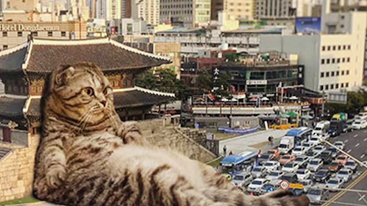 chats géants ville Fransdita Muafidin chats géants ville Fransdita Muafidin