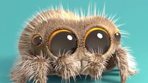 Des nouvelles de Lucas, l'araignée la plus mignonne du monde