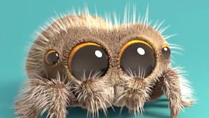 Des nouvelles de Lucas, l'araignée la plus mignonne du monde