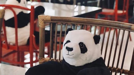 Des pandas en peluche dans un restaurant pour faire respecter la distanciation sociale