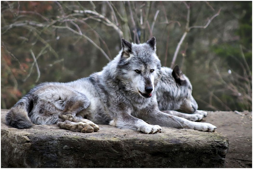 Deux loups du zoo d'Hanovre
