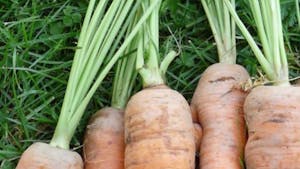 En mars : les carottes