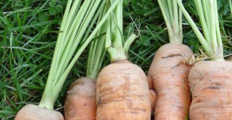 En mars : les carottes