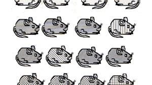 Exercice d'observation et graphisme : les souris 2