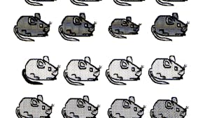 Exercice d'observation et graphisme : les souris