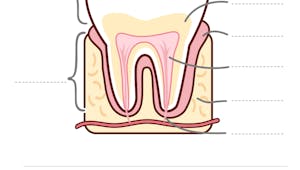 Les Expressions Francaises Autour Des Dents Momes Net