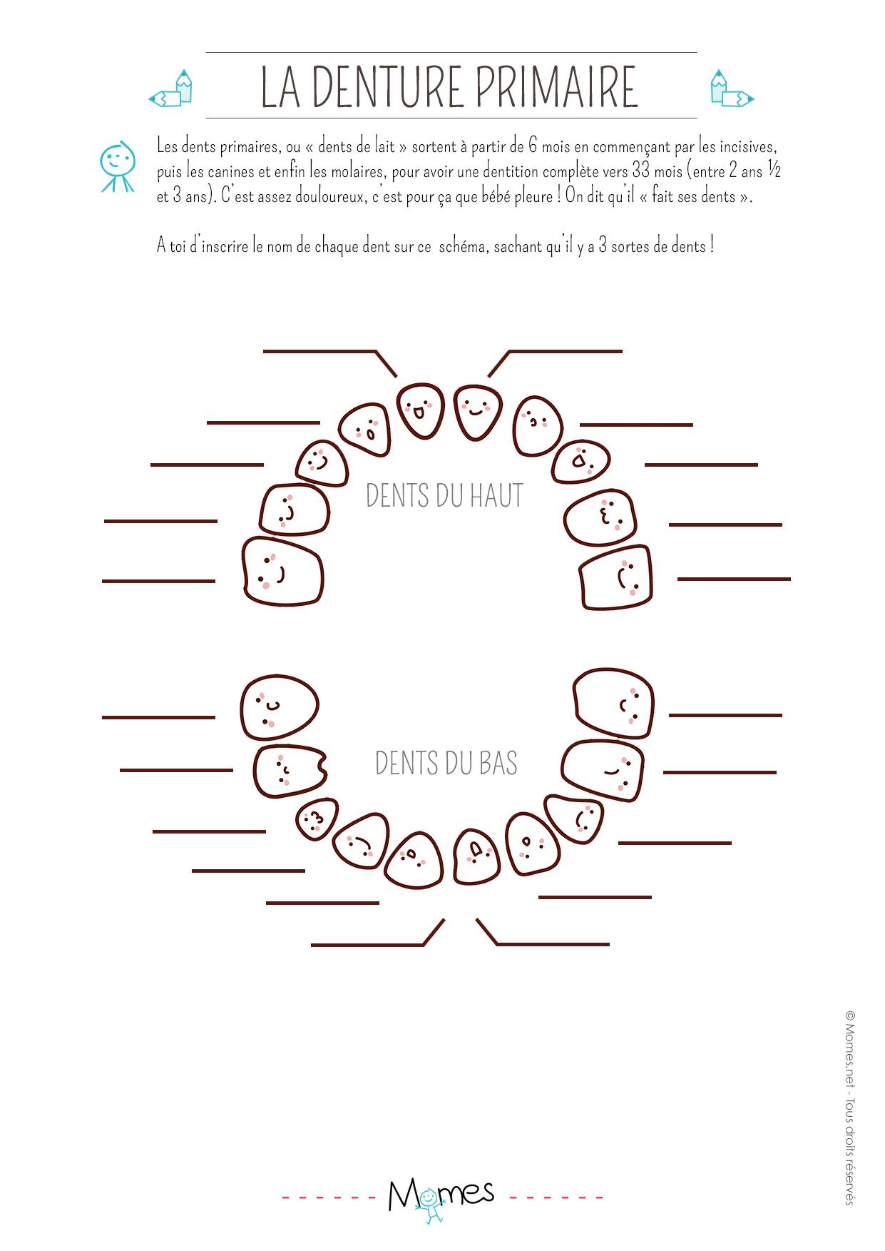 Exercice La Denture Primaire Momes Net