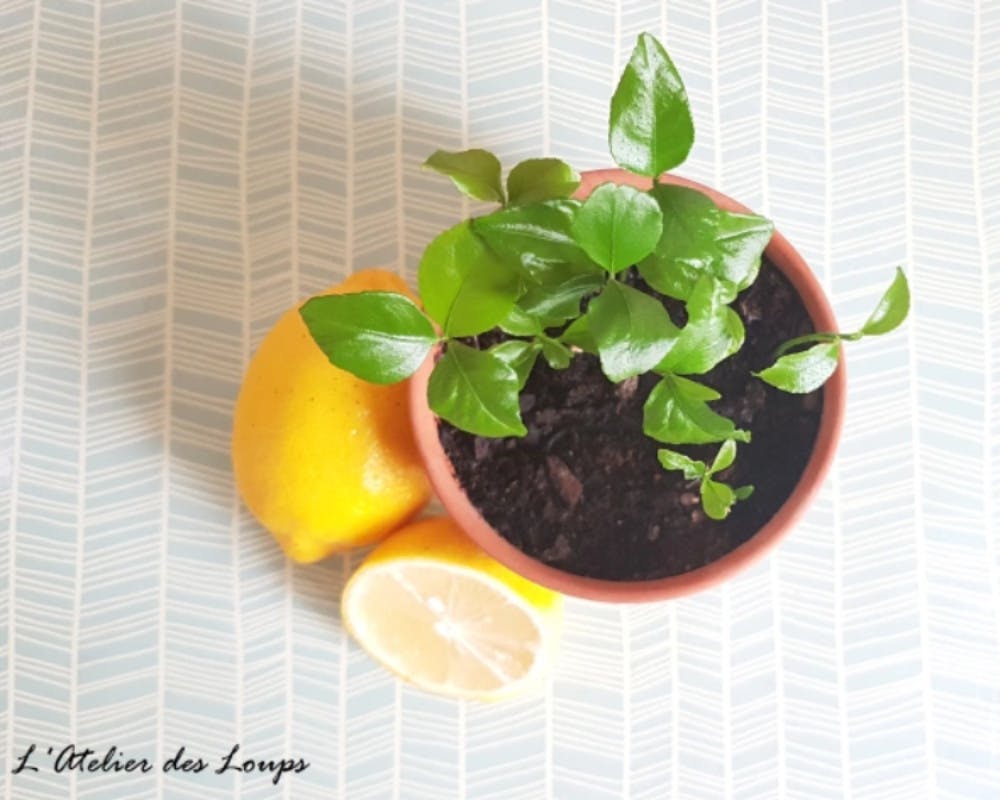 Faire pousser des pépins de citron