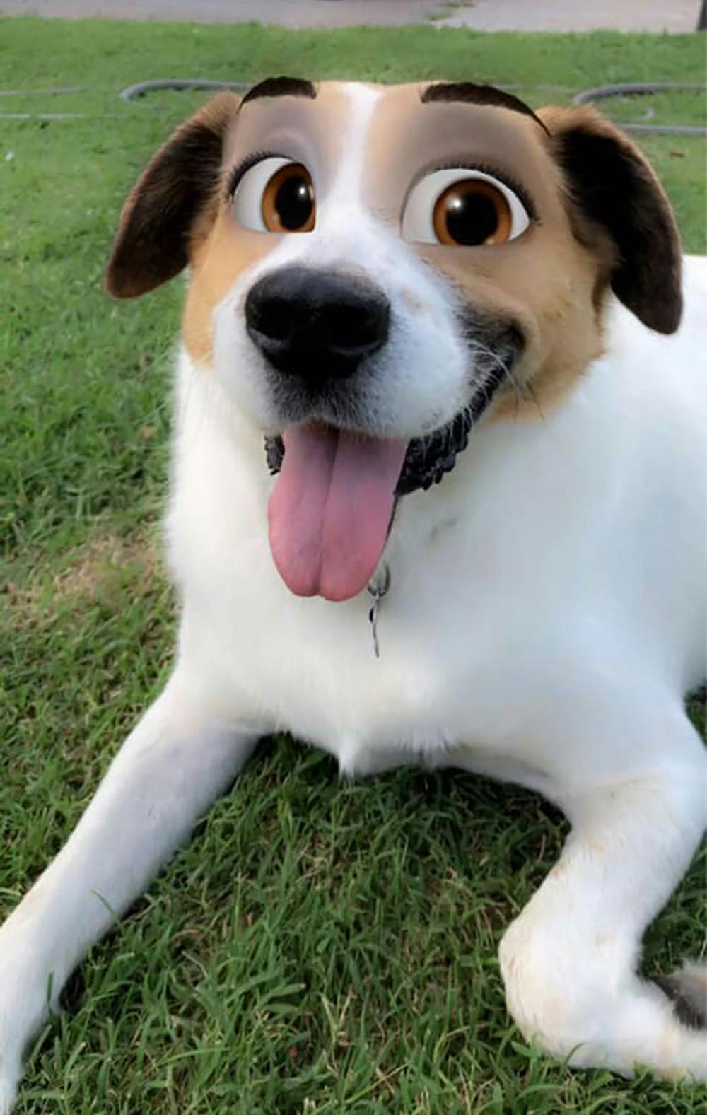 Quand Snapchat Transforme Les Chiens En Personnages Disney Momes Net Quand Snapchat Transforme Les Chiens En Personnages Disney Momes Net