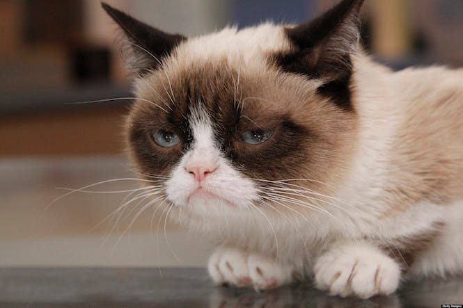 Grumpy chat célèbre sur internet jamais content