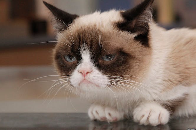 Les Chats Celebres Momes Net Les Chats Celebres Momes Net