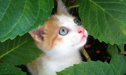 Les Meilleures Comptines Sur Les Chats Pour Les Enfants Momes Net Les Meilleures Comptines Sur Les Chats Pour Les Enfants Momes Net
