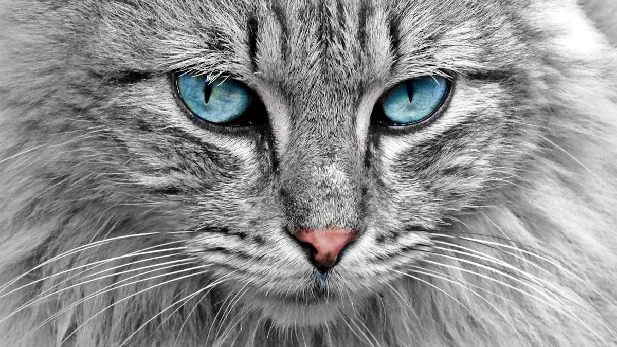 Le Chat Petite Presentation Du Plus Commun Des Felins Momes Net Le Chat Petite Presentation Du Plus Commun Des Felins Momes Net