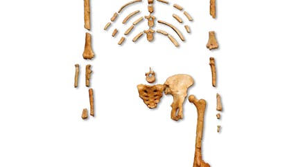 Préhistoire : le squelette de Lucy