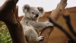 Koala, poème pour un marsupial