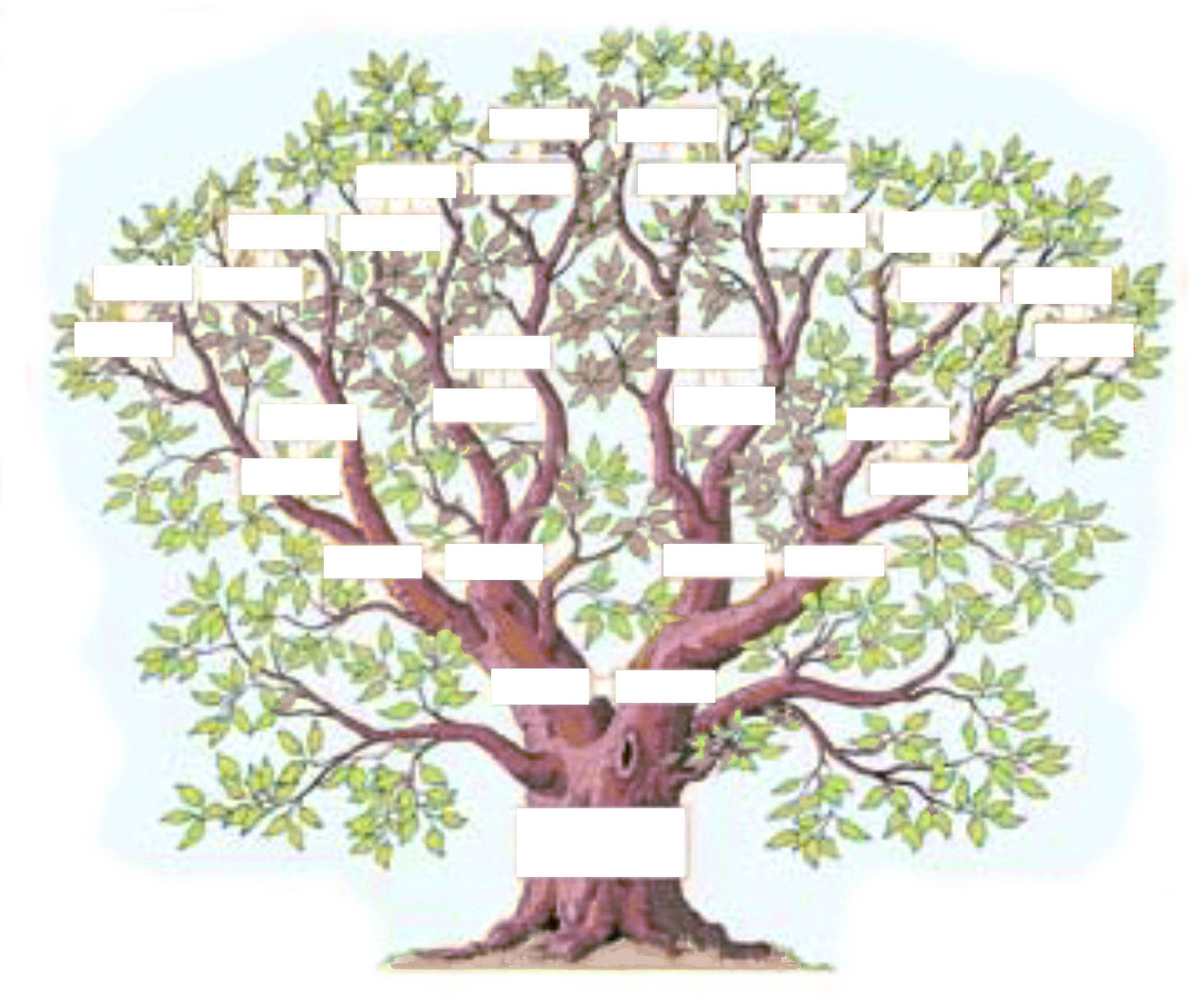 L Arbre Genealogique Exercice Momes Net