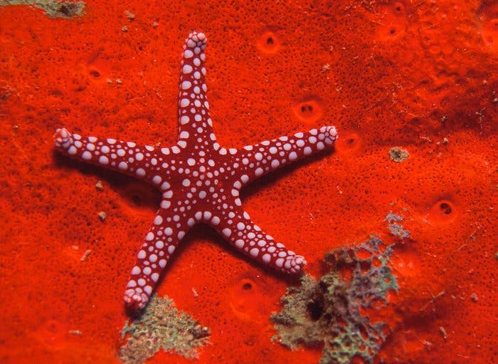L'étoile de mer rouge
