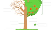 Schéma : les différentes parties d'un arbre