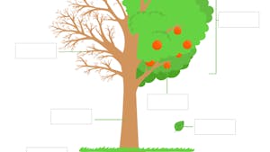 Schéma : les différentes parties d'un arbre