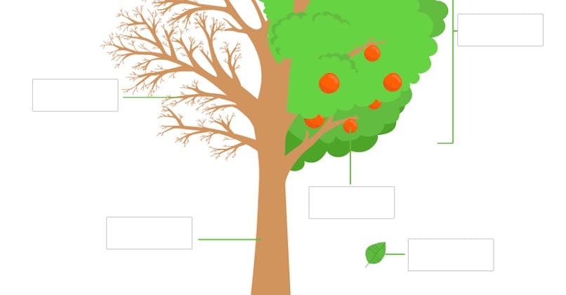 schema arbre cycle 1