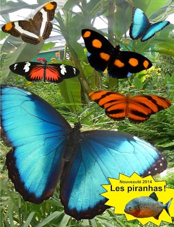 Image L'île aux papillons