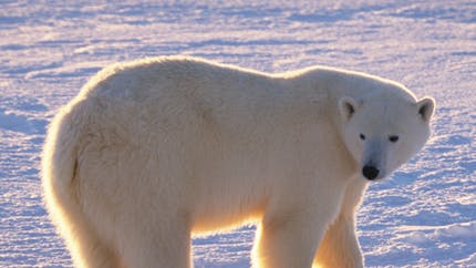 Quelles sont les caractéristiques de l'ours polaire ?