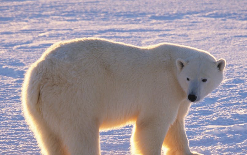 L Ours Polaire Momes Net L Ours Polaire Momes Net