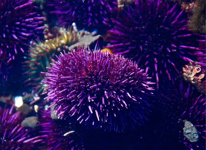 L'oursin violet