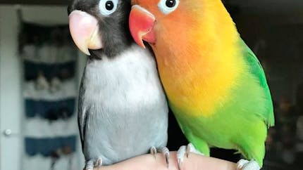 La fabuleuse histoire d'amour de deux perroquets ♥