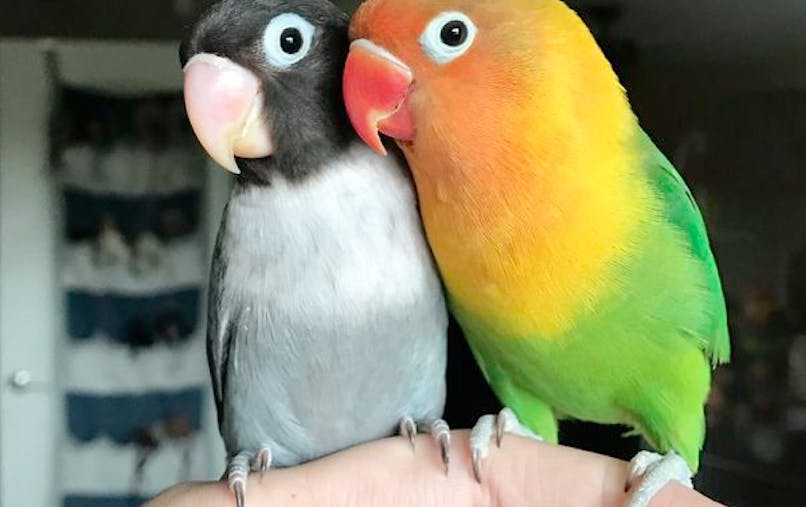 La Fabuleuse Histoire D Amour De Deux Perroquets Momes Net La Fabuleuse Histoire D Amour De Deux Perroquets Momes Net