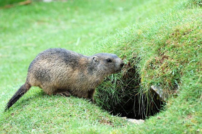 Le Jour De La Marmotte Une Tradition D Amerique Du Nord Momes Net Le Jour De La Marmotte Une Tradition D Amerique Du Nord Momes Net