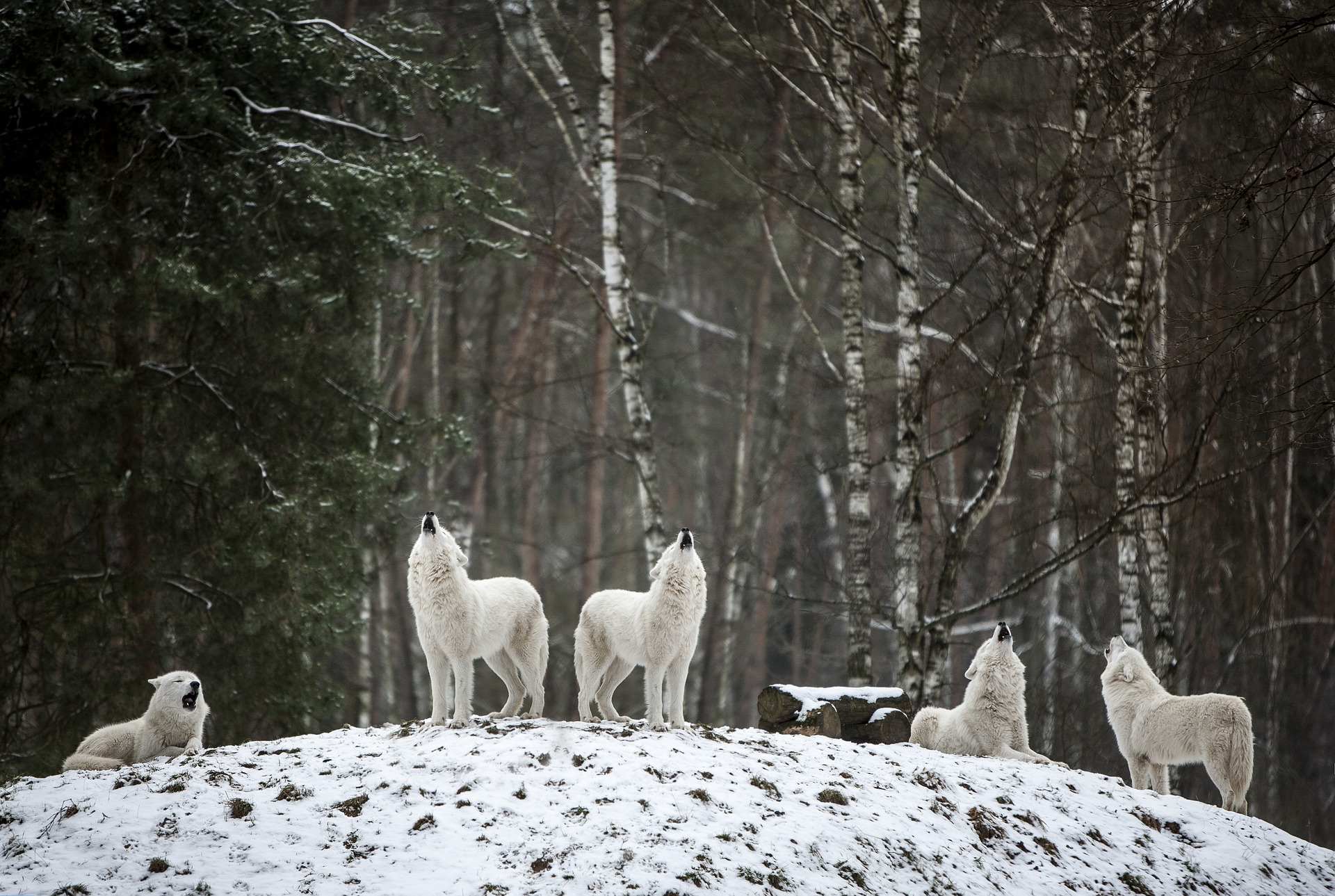 La Meute De Loups Comment Est Elle Organisee Momes Net La Meute De Loups Comment Est Elle Organisee Momes Net