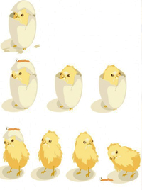 La Naissance Des Poussins Momes Net