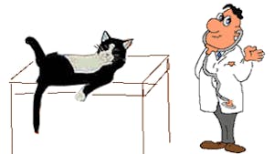 Comptine Le Petit Chat Blanc Momes Comptine Le Petit Chat Blanc Momes