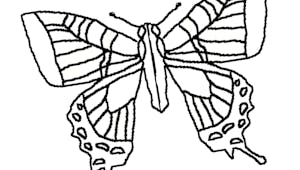 La symétrie du papillon : exercice niveau 1