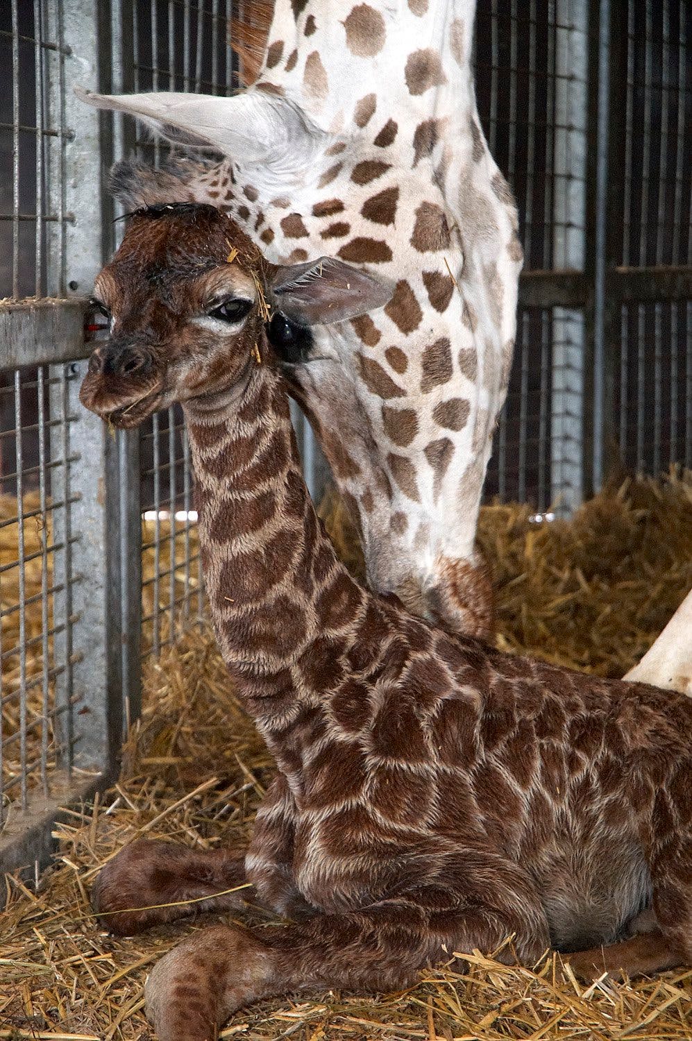 Le bébé girafe