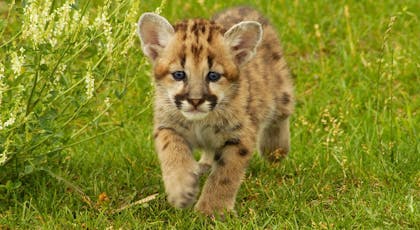 Top 19 Des Bebes Animaux Les Plus Mignons Momes Net Top 19 Des Bebes Animaux Les Plus Mignons Momes Net