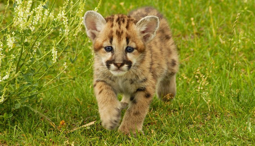 Top 19 Des Bebes Animaux Les Plus Mignons Momes Net Top 19 Des Bebes Animaux Les Plus Mignons Momes Net